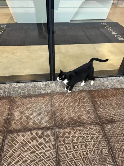 RitmoXL - @Rosinante: Ja dzisiaj podobnego koliegę spotkałem. Też miał smoking czy ja...