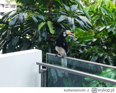 kotbehemoth - @Lifelike wylądował mi kiedyś na balkonie aż się przestraszyłam odsłani...