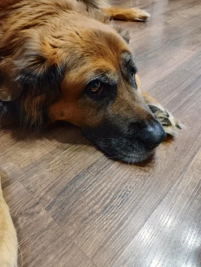 Lord_Hunter - Dziś po prawie 10 latach musiałem pożegnać moja najlepszą przyjaciółkę....