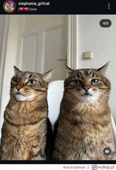 mocarnyknur - #codziennystepan #kitku

Stephania zaczyna wyglądać jak jej konkubent (...