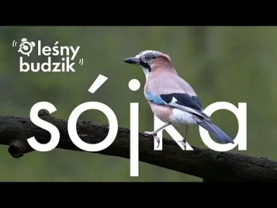 Lifelike - Sójka (Garrulus glandarius)
Głos
Autor
#photoexplorer #fotografia #ornitol...