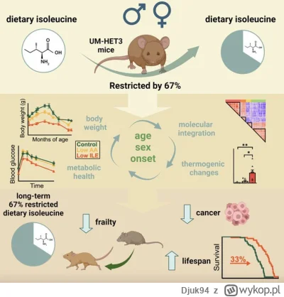 Djuk94 - Badania na myszach wykazują, że niższe o 67% spożycie izoleucyny wpływa korz...