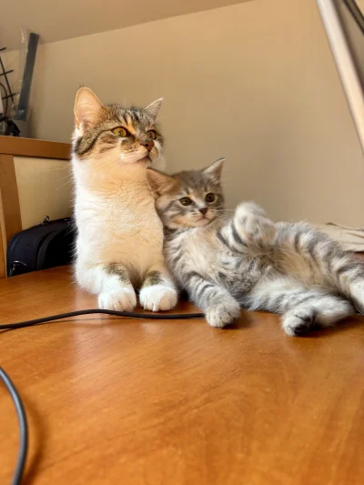 wybryk_natury - Misia bryka, a starszy brat czuwa
#misiafanclub #brunofanclub #kitku ...