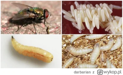 darbarian - @darbarian: Mad czyli larwa muchy zwany też dzikunem
