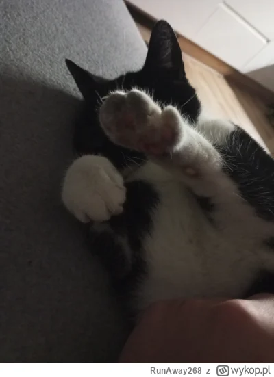 RunAway268 - Paczcie jakie to teraz wszystko nieśmiałe