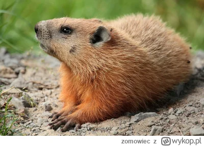 zomowiec - How much wood could a woodchuck chuck
If a woodchuck could chuck wood?

As...