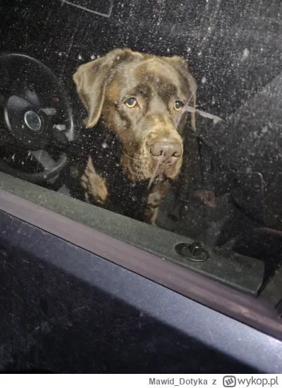 Mawid_Dotyka - #pokazpsa