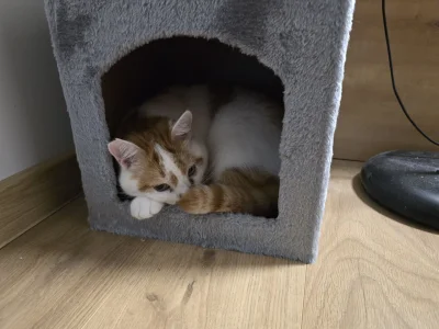 RicoElectrico - Jakoś trzeba przeżyć ten parszywy grudzień.
#pokazkota