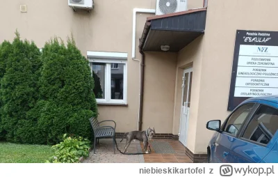 niebieskikartofel - #psiarze
#psy

Poprosiłbym o zwykłe wytłumaczenie, o taki właścic...