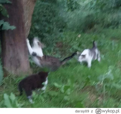 daray89 - #codziennykotopetany #dziwnekotki