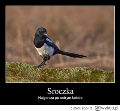 curiousboi - #heheszki #hanuszki