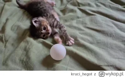 kruci_hegot - #pokazkota #suziq #koty
A wczoraj pierwszy raz ogarnęła zabawę czymś in...