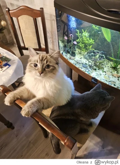 Oleana - Wasze kotki też lubią oglądać rybki? (｡◕‿‿◕｡)
#pokazkota  #kitku