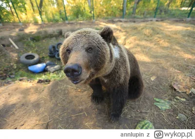 annlupin - ciekawe cotam na mirko