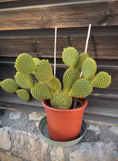 asdfghjkl - W ogóle my tu gadu gadu a ja nie pokazałem jak przez rok opuncja się rozr...