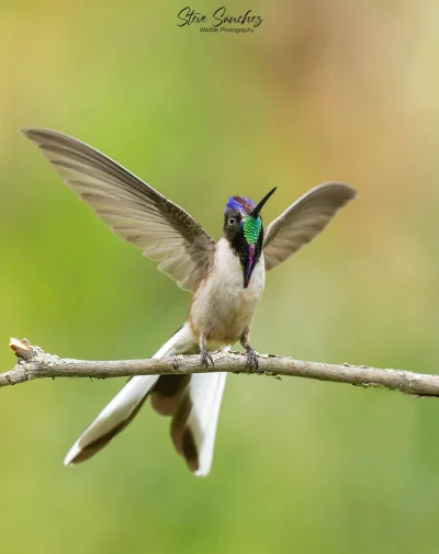 Lifelike - Góralik (Oreonympha nobilis)
Autor
#photoexplorer #fotografia #ornitologia...