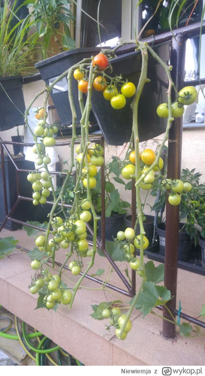 Niewiemja - Pomidor typu wygienty #ogrodnictwo #pomidory