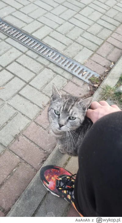 AaAnAh - Atencjusz
#przypadkowykitku #kitku