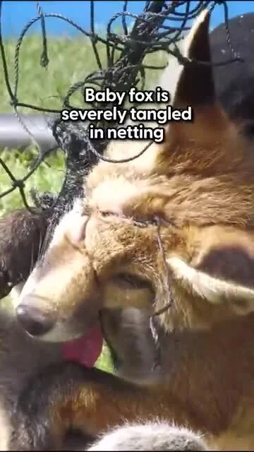 cheeseandonion - #lisek #zzr