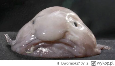 H_Dworniok2137 - @4ntymateria: