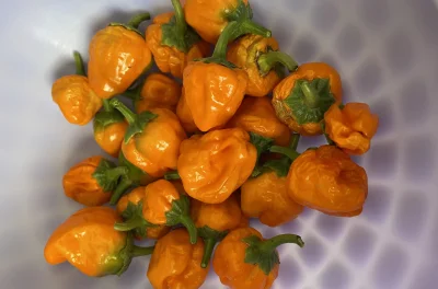 asdfghjkl - Trochu habanero zebrane. Upał taki że #!$%@?ńce schną na krzakach #belkot...