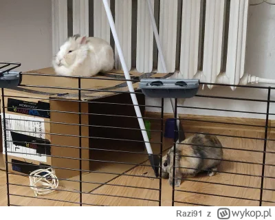 Razi91 - @PanMuchomorekk przez większość dnia raczej ozdoba, one decydują kiedy chcą ...