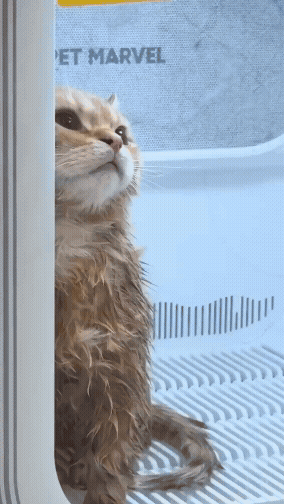 jestemtakizmeczony - kiedy po wolnym znowu trzeba iść do pracy...

bonus wideo: koty ...