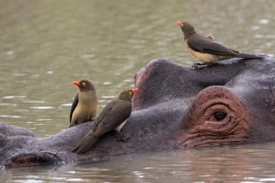 fremmm - Jak se jedziesz tirem to jak sie przyklejaja do Towjego tylu tesle to napawa...