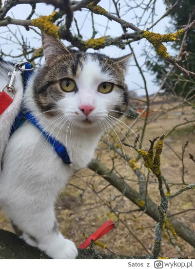 Satos - #kotdrzewny #pokazkota
A ty czemu nie wchodzisz na drzewko?