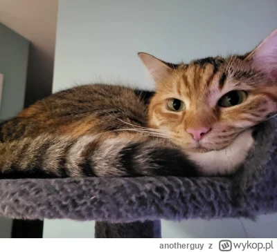 anotherguy - Kartka z pamiętnika #koty #pokazkota