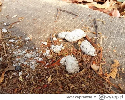 Notakaprawda - Ej a pamiętacie jak w '90 i początku '00 wszędzie leżały białe psie gu...