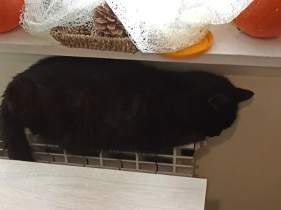 SarahC - Przyszedłeś do nas jako małe kociątko szukające schronienia, ukrywając się w...