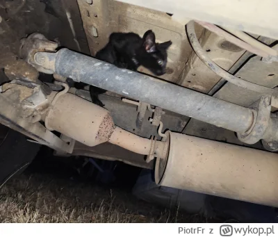 PiotrFr - Ciemno się robi, nie mogę nigdzie kociaka znaleźć.
Gdyby nie to, że w końcu...