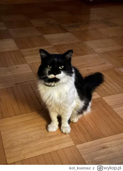 kot_kustosz