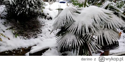 darino - Trochę spadło, Szorstkowiec skrzypi: dość
 ¯\(ツ)/¯