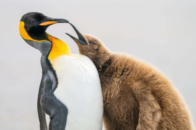Lifelike - Pingwin królewski (Aptenodytes patagonicus)
Autor
#photoexplorer #fotograf...