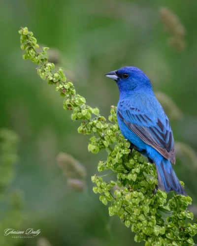 Lifelike - Łuszczyk indygowy (Passerina cyanea) [samiec]
Autor
#photoexplorer #fotogr...