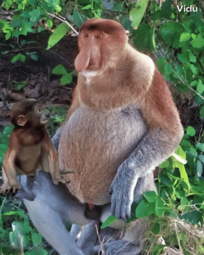 pawello321 - #konkursnanajbardziejgownianymemznosaczem 
Pjoterku choć, niech Cię tata...