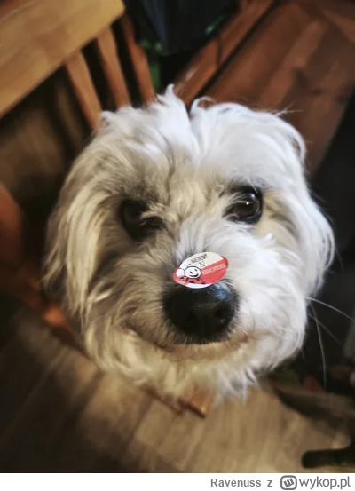 Ravenuss - Zero polityki, tylko włochaty pomidorek (｡◕‿‿◕｡)