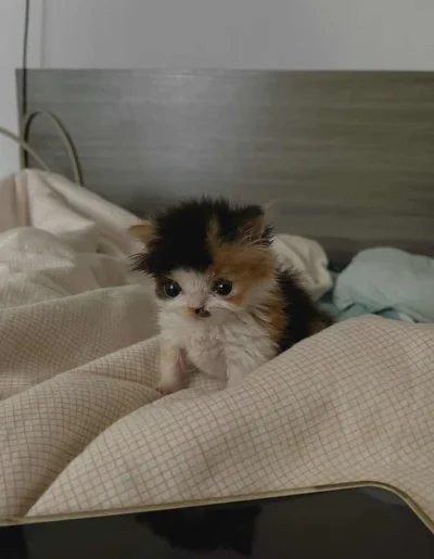 wybryk_natury - #zlodziejskiewybryki