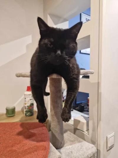 Abrez - A pokazywałem już wam mojego catbulla?

#pokazkota #heheszki #koty #kot