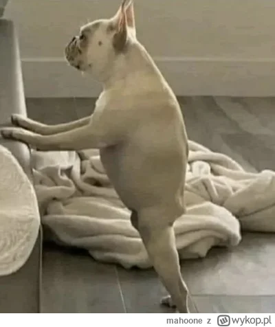 mahoone - #slubodpierwszegowejrzenia 
Samuraj