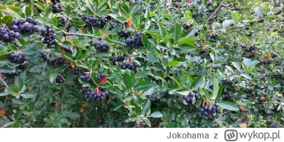 Jokohama - Chyba już będą do zbioru 
#ogrodnictwo #sadownictwo #ogrod #wies