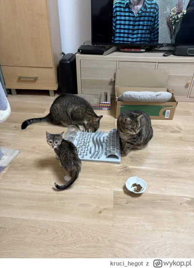 kruci_hegot - #pokazkota #koty #suziq
gang kociaków