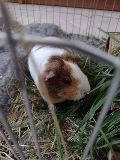 jan-kankan - @simpiara: