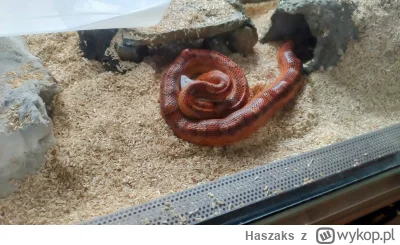 Haszaks - @MementoMori49 Węże aż takimi kalekami nie są. Mój jak się kiedyś zabrał za...