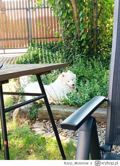 Karp_Molotow - Lis polarny mi się zagnieździł w zaroślach #pokazpsa #psy #zwierzaczki