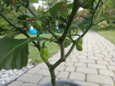 akwarystyczny-jenot - #uprawiajzwykopem #uprawapapryczek #papryczki
Oto moje pierwsze...