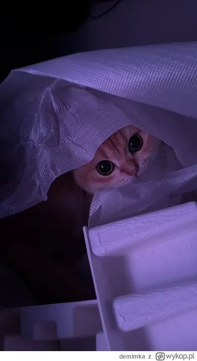 demimka - Pomocnik pomaga rozpakowywać PS5 Pro (｡◕‿‿◕｡) #koty #pokazkota #smiesznekot...