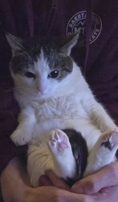 Solsith - #pokazkota #spaslak do d--y ten serial idziemy śpiulkać ( ͡° ᴥ ͡°)